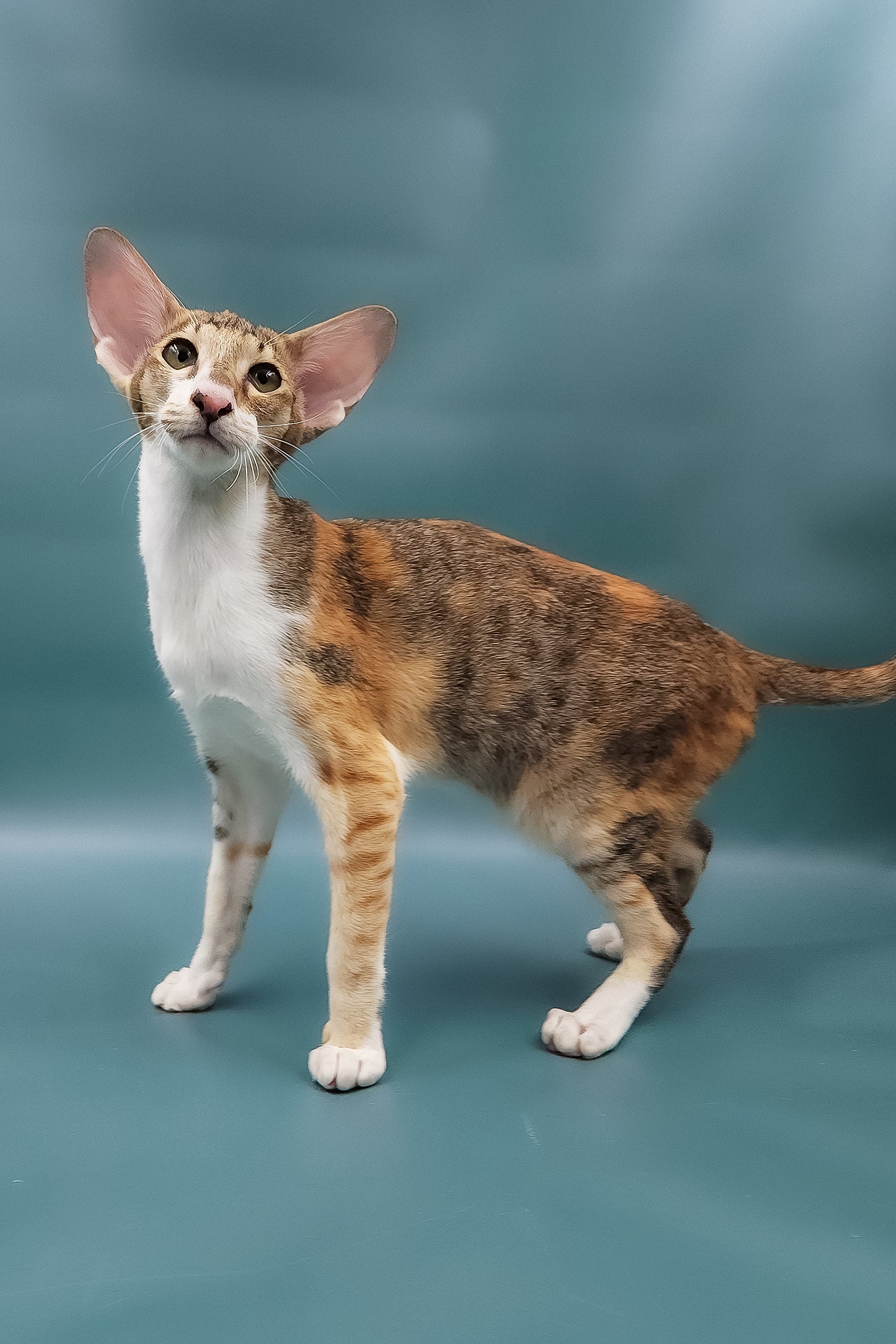 Hypoallergenic Kittens in New Jersey