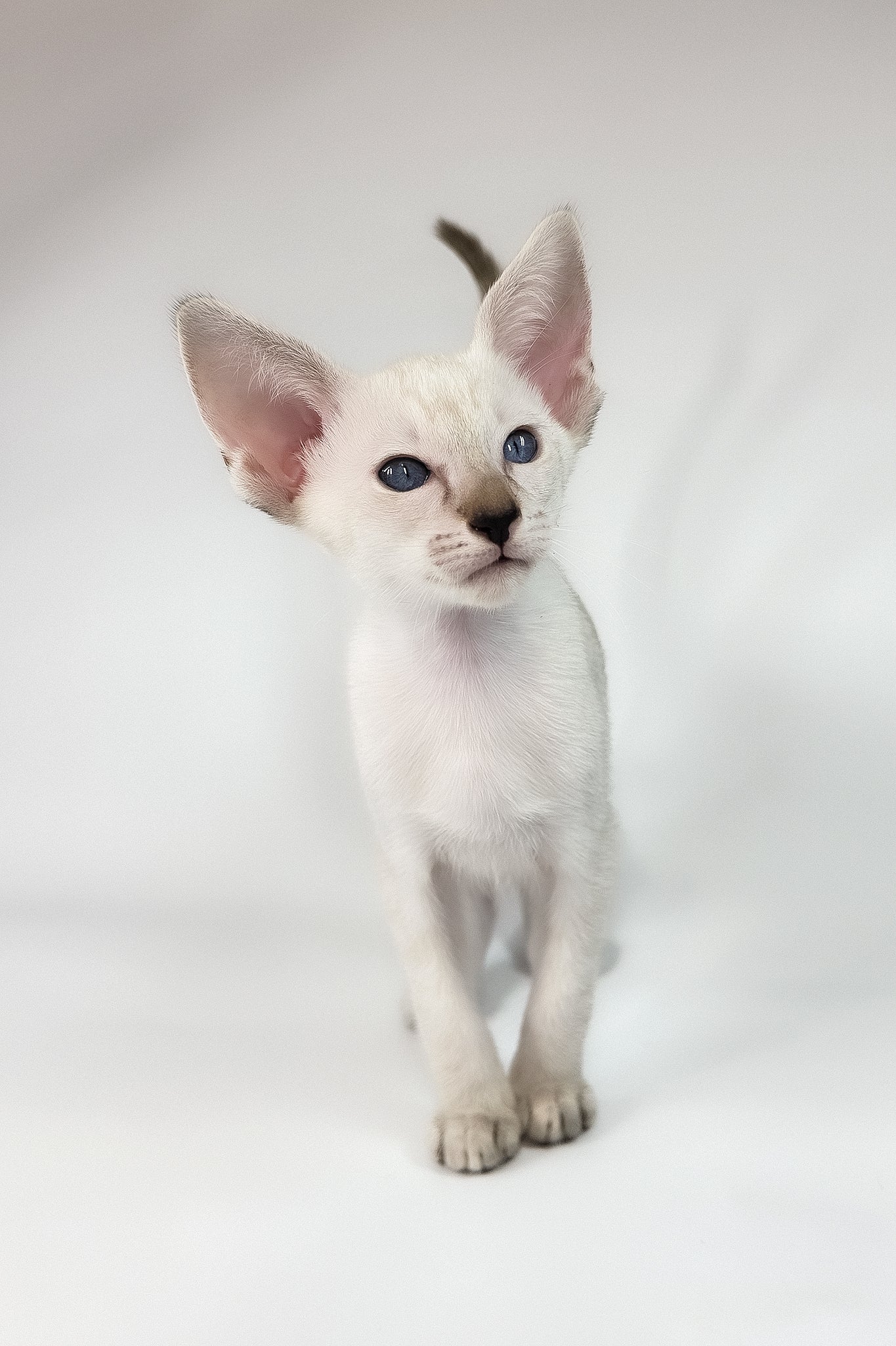 Female Oriental Kittens For Sale