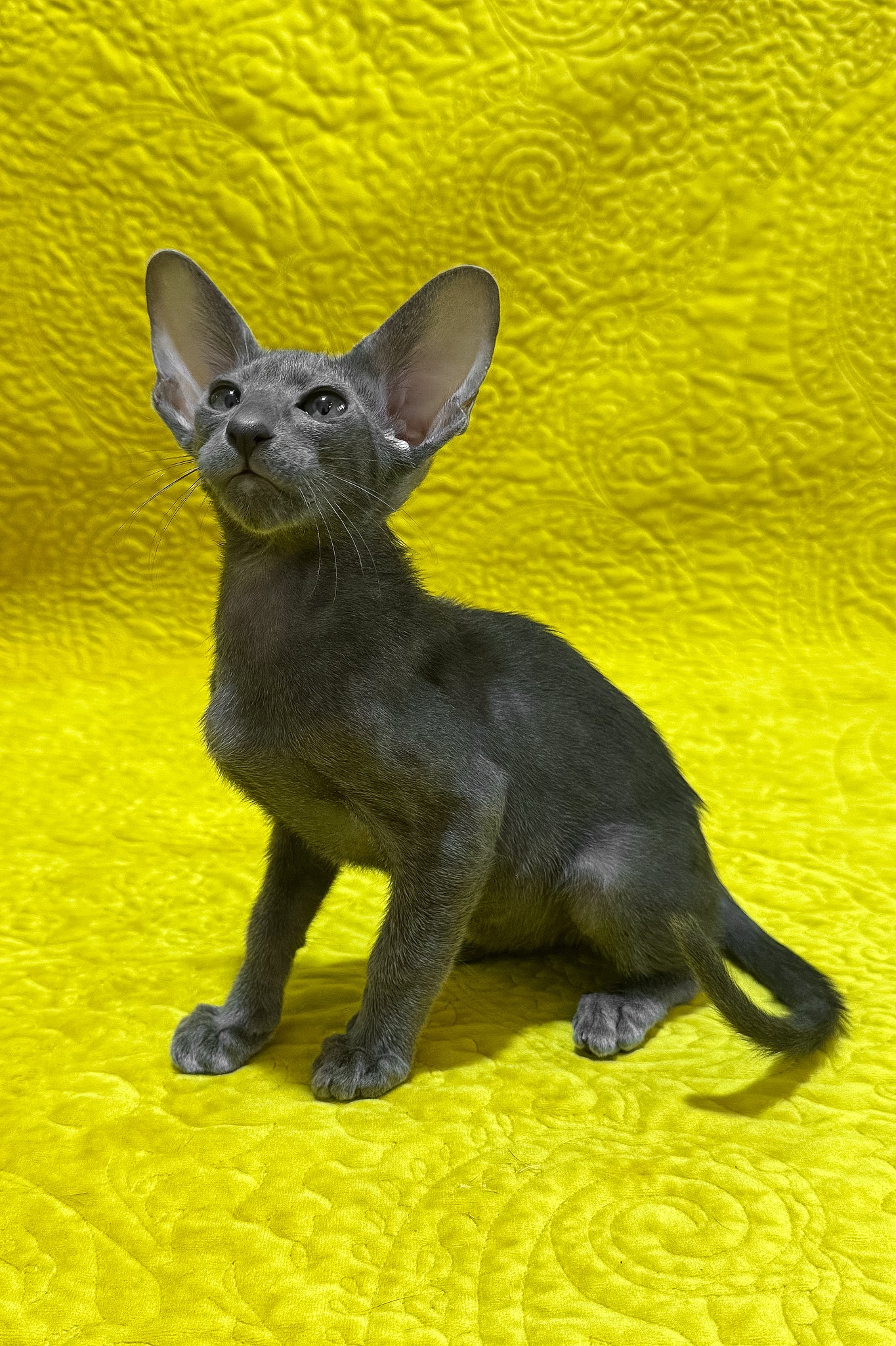 Grey Kittens For Sale