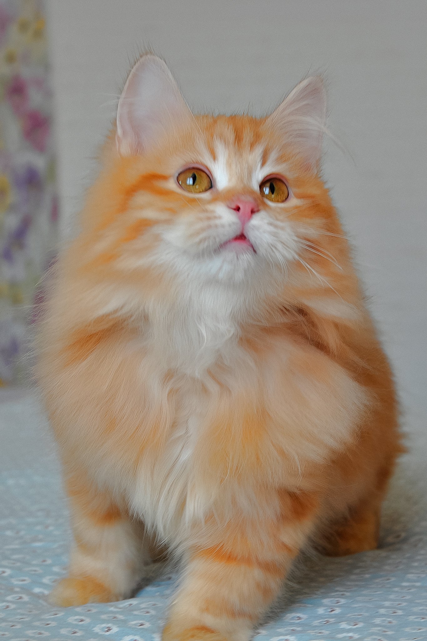 Hypoallergenic Kittens For Sale