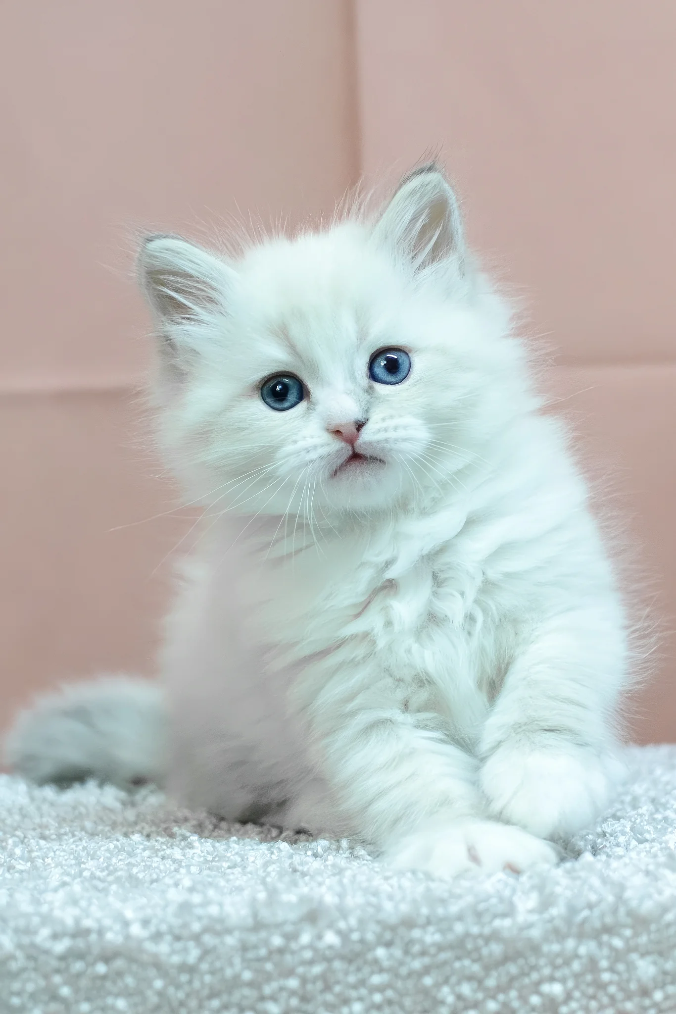 Hypoallergenic Kittens in New Hampshire